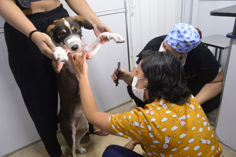 Castramóvel no loteamento Parque Anne