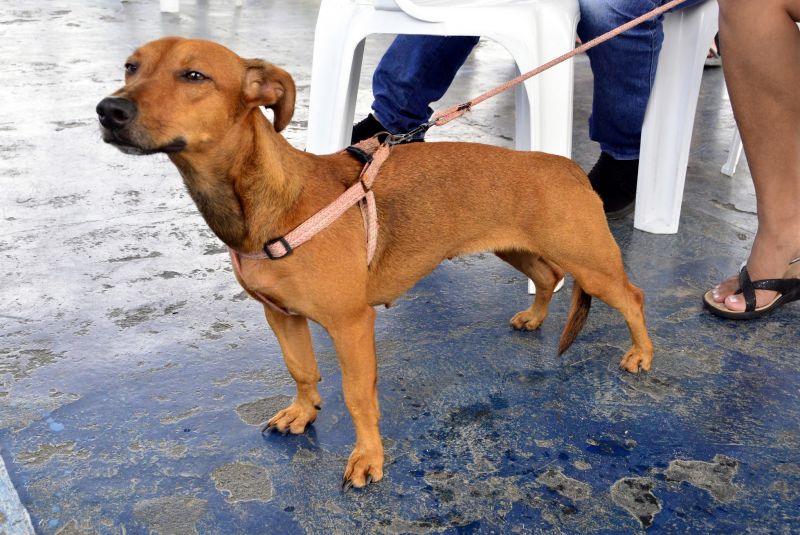 Castramóvel no loteamento Parque Anne