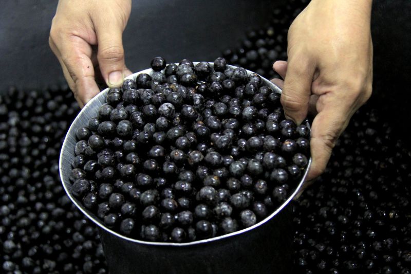 Dia do Batedor de Açaí