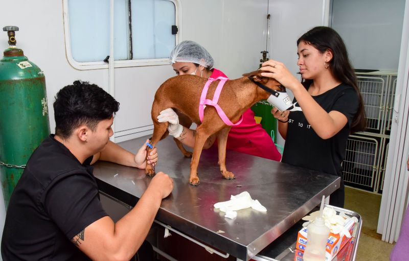 Ação do Castramovél no Programa Pet Amigo no bairro Centro