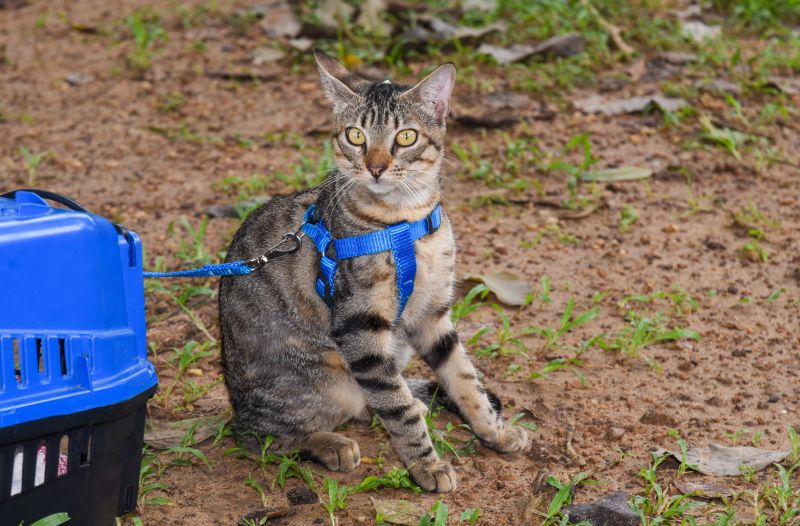 Castramóvel na Paróquia Transfiguração na estrada do Curuçambá