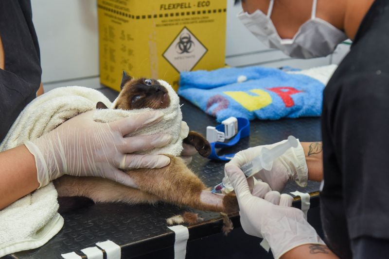 Castramóvel na Paróquia Transfiguração na estrada do Curuçambá