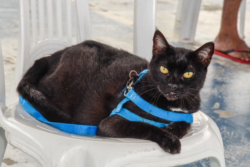 Programa Vet Ananin na Praça São Francisco de Assis na Cidade Nova Il