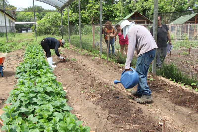 Visita técnica ao sisteminha na Embrapa