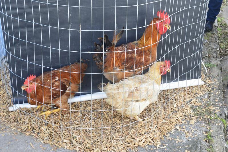 Feira de Agricultura Familiar e Povos Tradicionais no Rotary Club de Ananindeua