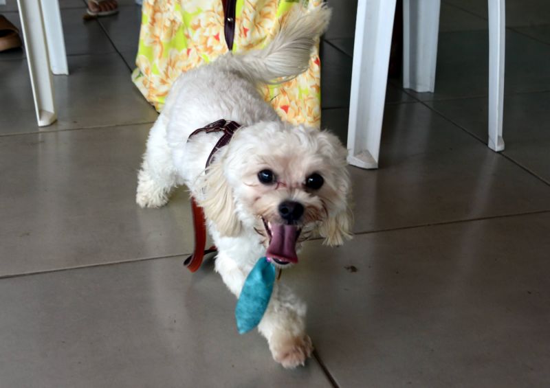 Castramóvel no conjunto residencial Jardim Tropical