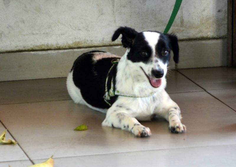 Castramóvel no conjunto residencial Jardim Tropical