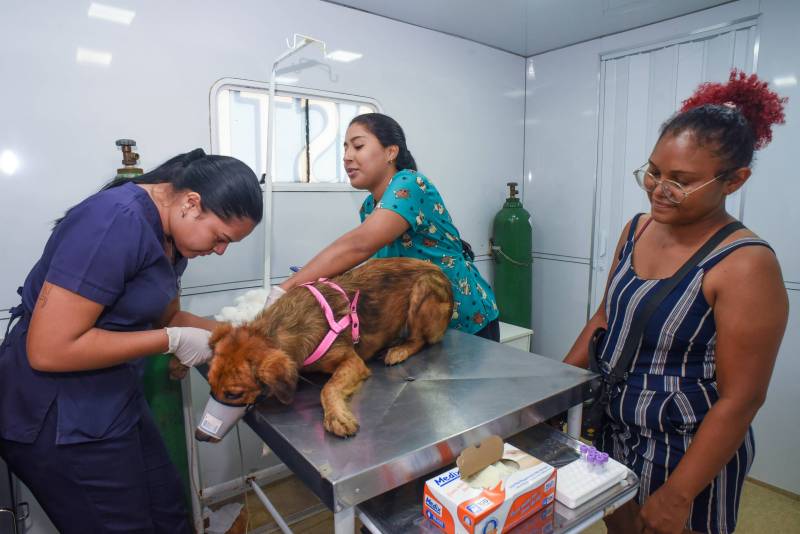 Coleta de sangue dos cães.