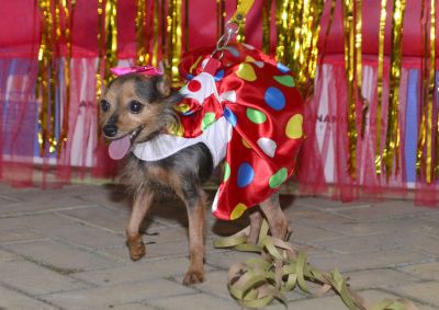 galeria: Desfile de Carnaval dos Pets na feira do artesanato