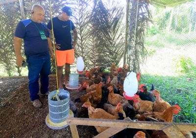 galeria: Curso de Avicultura na comunidade Quilombo do Abacatal