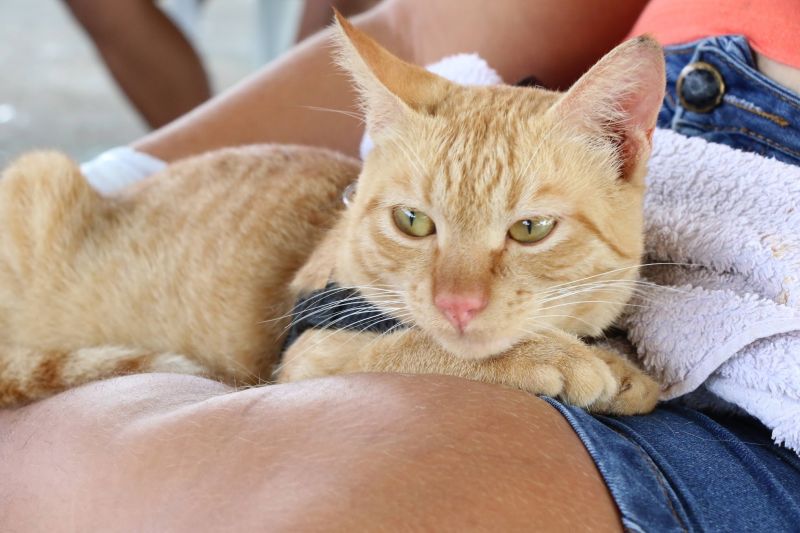 Ação Castramóvel na quadra João Nunes no 40 Horas