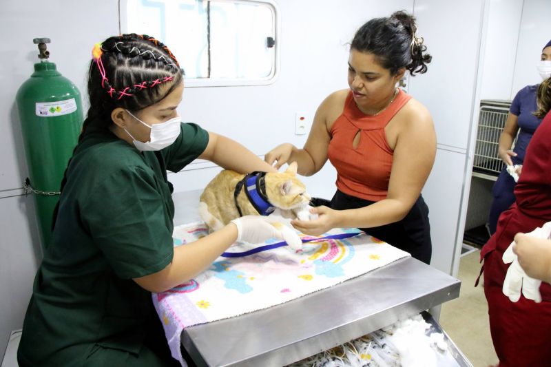 Ação Castramóvel na quadra João Nunes no 40 Horas