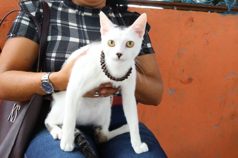 Ação Castramóvel na quadra João Nunes no 40 Horas