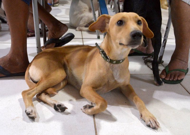 Castramóvel na passagem Iracema, no centro comunitário Cresce Una