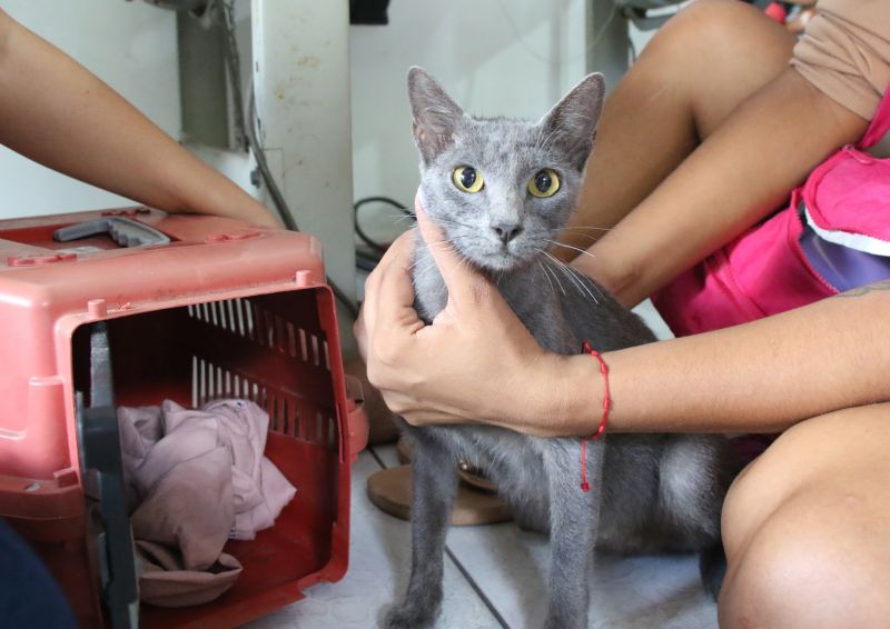 Castramóvel no espaço cidadão no Guajará l