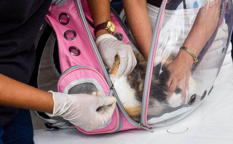 Festival Pet no estacionamento do supermercado Colina