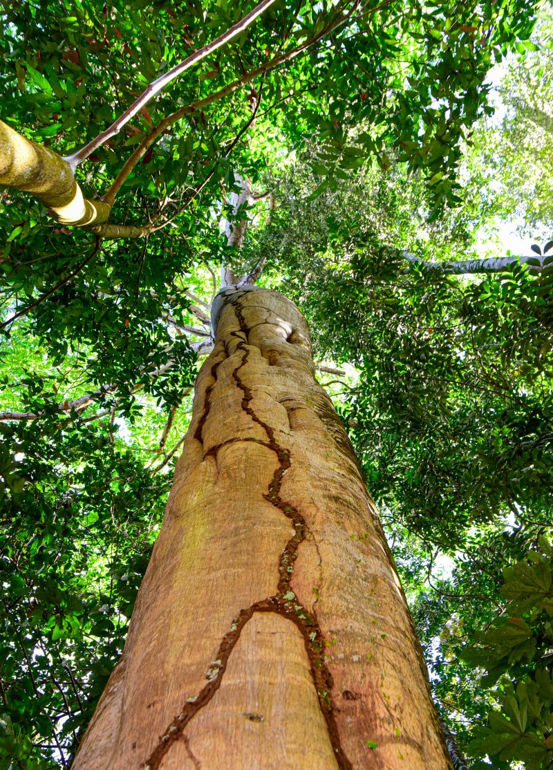 Semana do Meio Ambiente com ações de Educação Ambiental, no Bosque Marajoara no conjunto Julia Sefer
