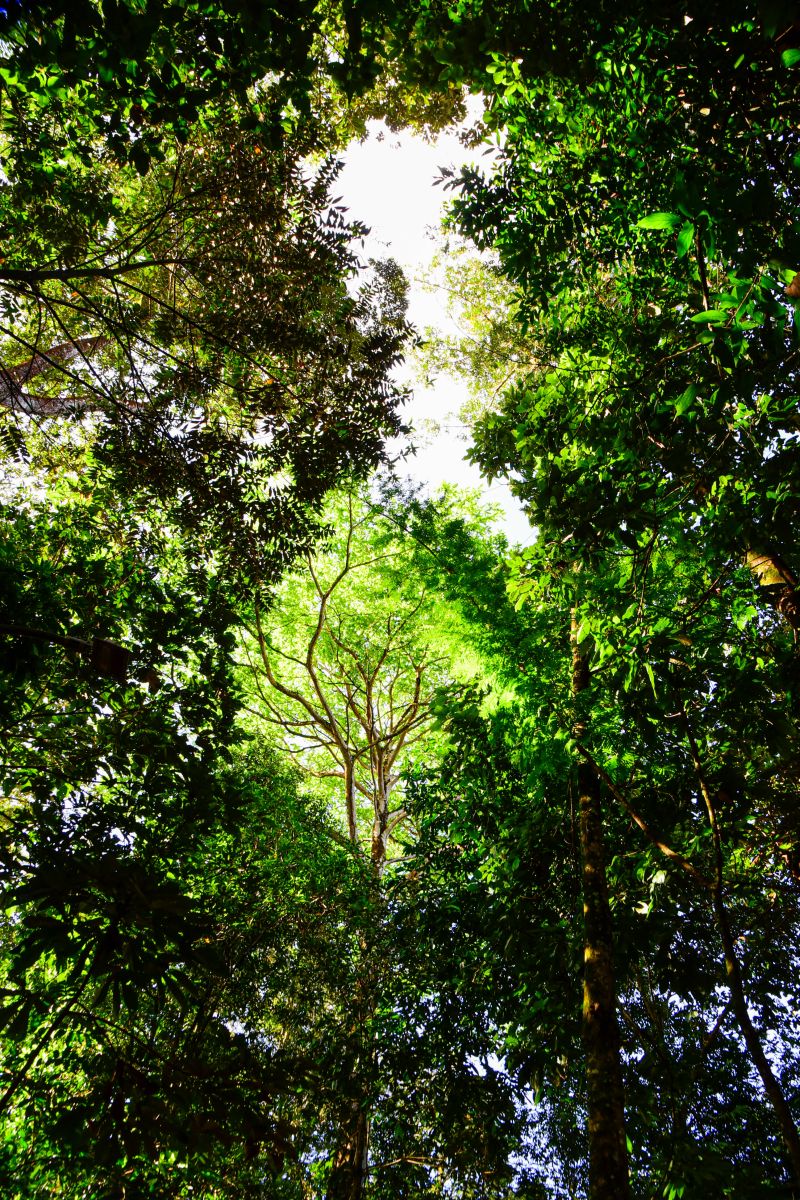 Semana do Meio Ambiente com ações de Educação Ambiental, no Bosque Marajoara no conjunto Julia Sefer

