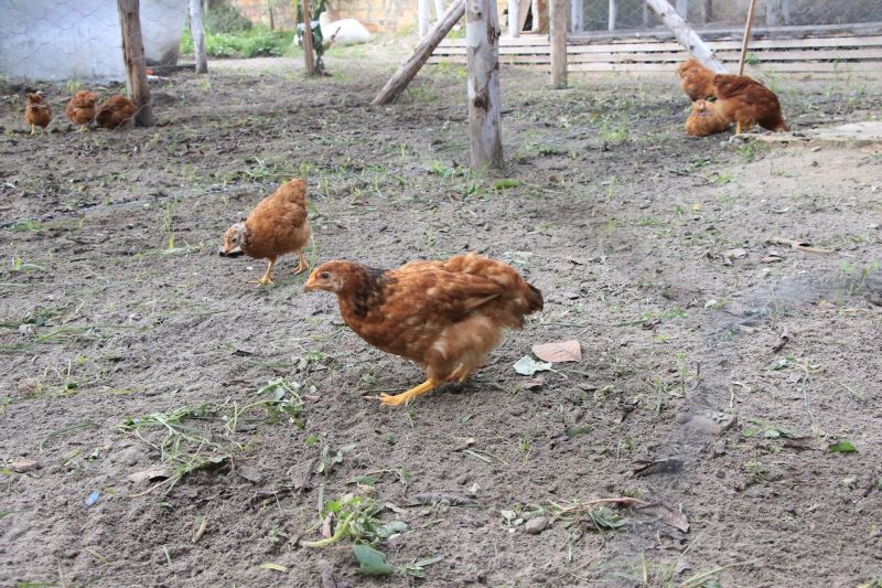 Sisteminha no Curuçambá
